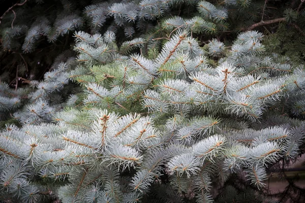 Branches of Blue Spruce — Stock Photo, Image