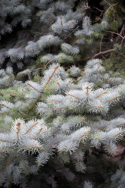 Zweige der Blaufichte — Stockfoto