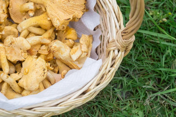 Chantarelles in een mandje — Stockfoto