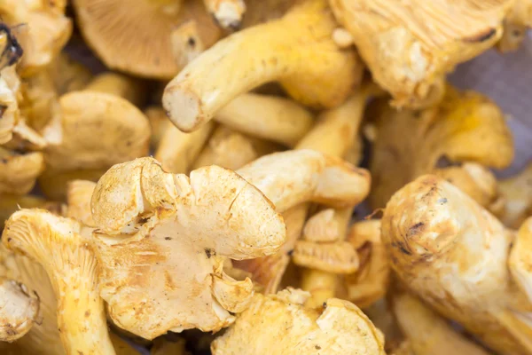 Chantarelles in een mandje — Stockfoto