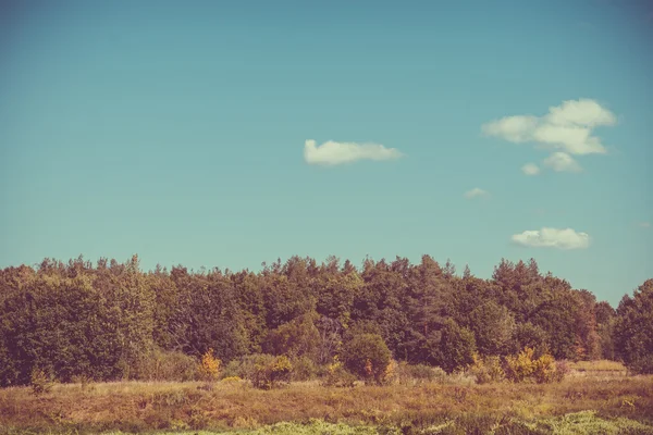 Rétro forêt verte — Photo