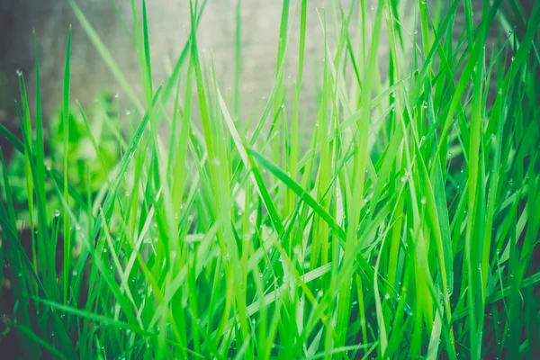 Spring Morning Grass Retro — Stock Photo, Image