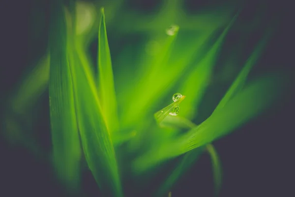 Våren morgonen gräs Retro — Stockfoto