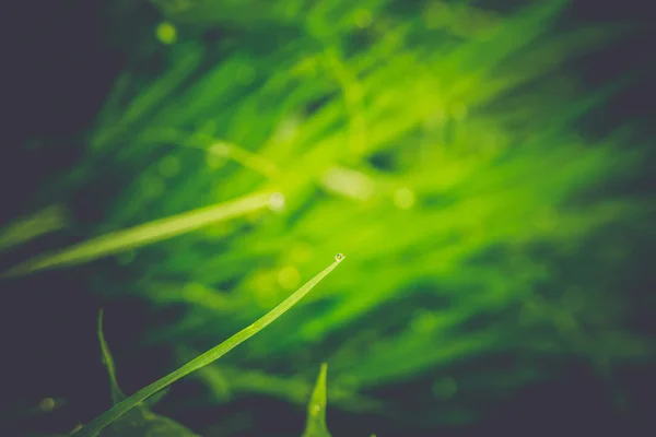 Spring Morning Grass Retro — Stock Photo, Image