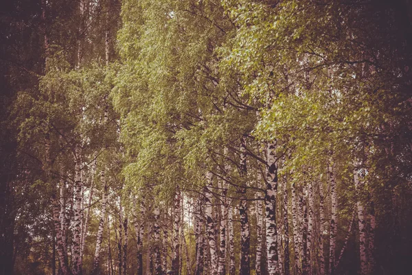 Parque de Verão Retro — Fotografia de Stock