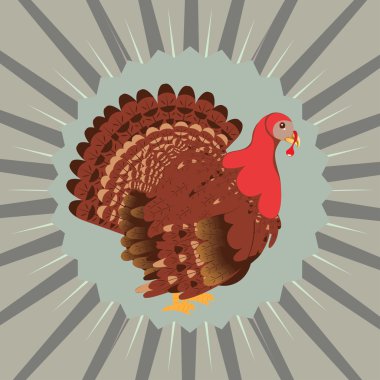 Çizgi Film Türkiye kuş