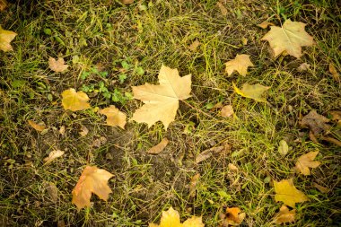 Sonbahar yaprakları yerde.