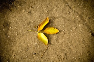 Sonbahar yaprakları yerde.