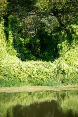 Ormandaki yapraklı asma