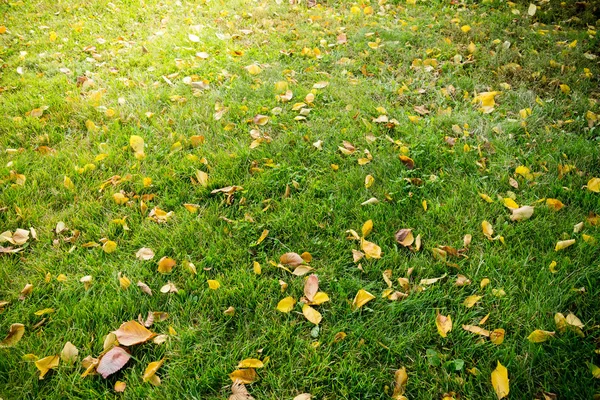 Hojas de otoño en la hierba — Foto de Stock