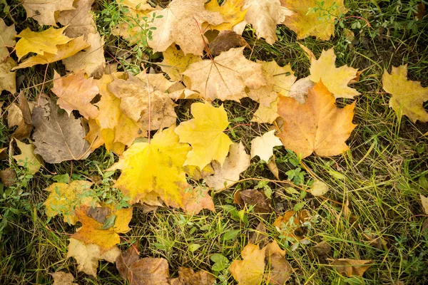 Herbstlaub auf dem Gras — Stockfoto