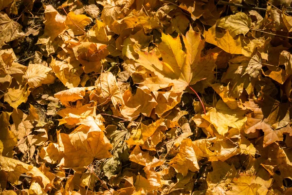 Hojas de otoño en el suelo — Foto de Stock