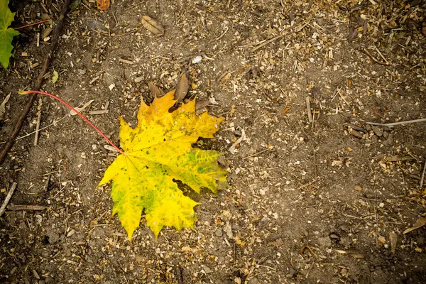 Herbstlaub auf dem Boden — Stockfoto