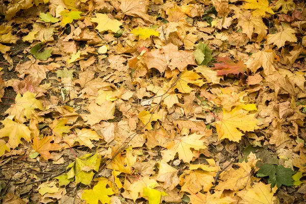 Herbstlaub auf dem Boden — Stockfoto