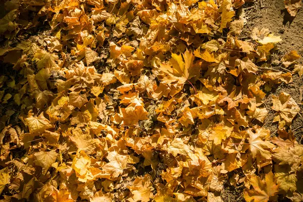 Hojas de otoño en el suelo — Foto de Stock