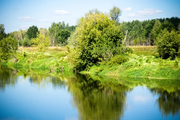 Floresta verde e rio — Fotografia de Stock