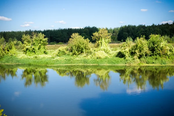 Floresta verde e rio — Fotografia de Stock