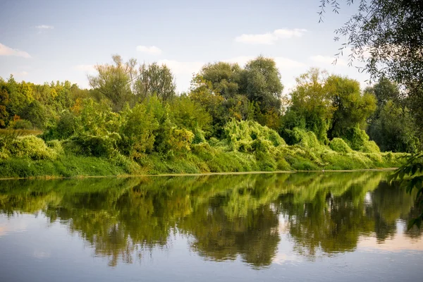 Floresta verde e rio — Fotografia de Stock