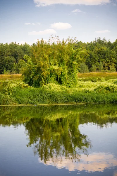 Floresta verde e rio — Fotografia de Stock