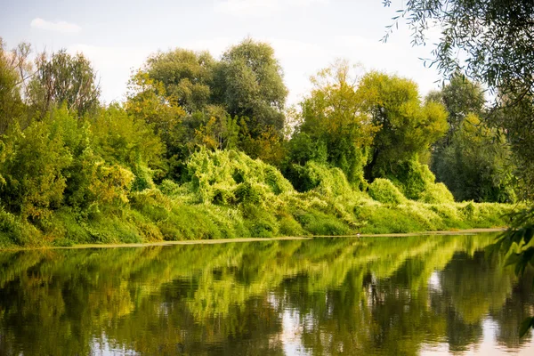 Floresta verde e rio — Fotografia de Stock