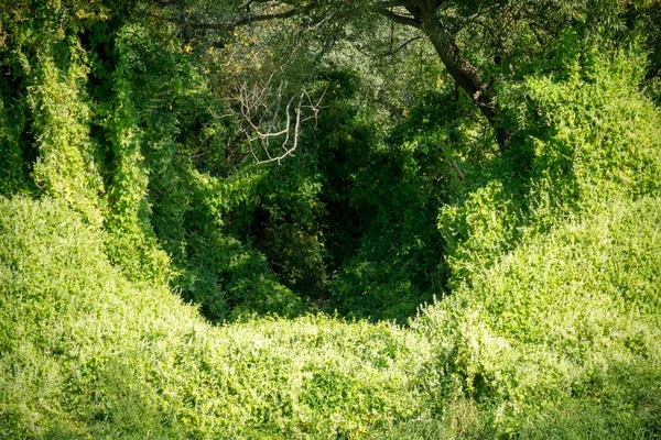 Liściaste winorośli w lesie — Zdjęcie stockowe