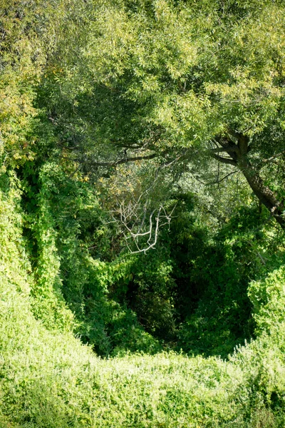 Grüne Weinrebe im Wald — Stockfoto