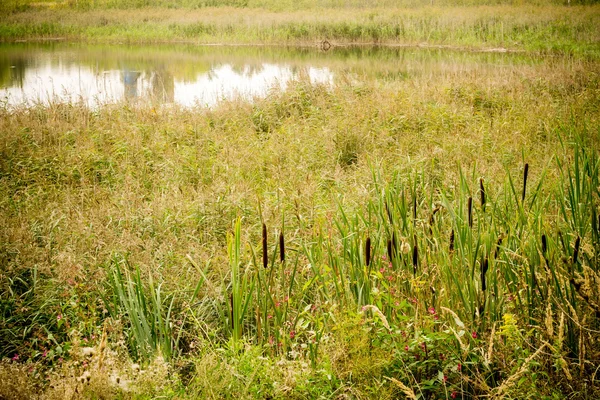 Reeds perto de uma lagoa — Fotografia de Stock