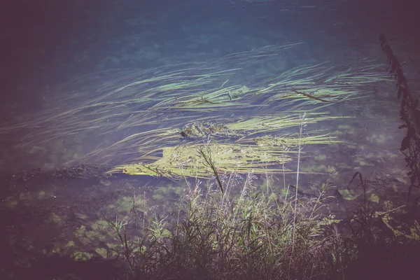 Superfície do rio com algas marinhas — Fotografia de Stock