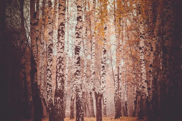 Pohon di Retro Taman Musim Gugur — Stok Foto