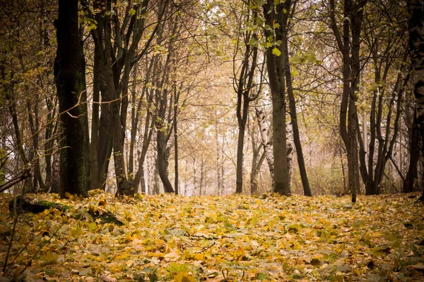Bomen in de herfst Park Retro — Stockfoto