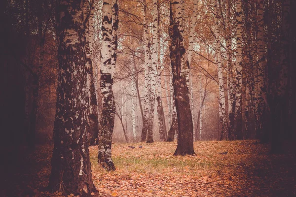 Pohon di Retro Taman Musim Gugur — Stok Foto