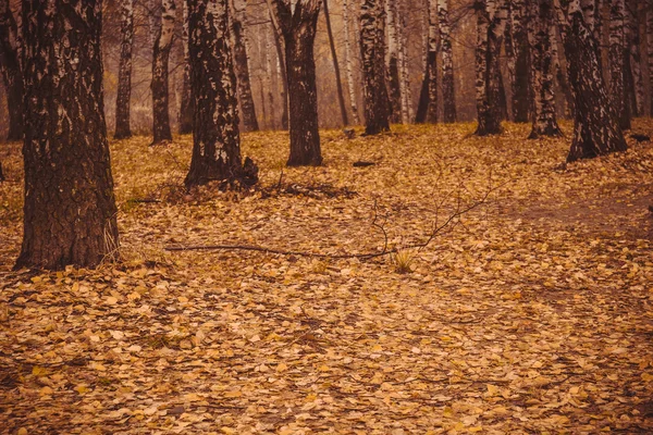 レトロな秋の公園の木 — ストック写真