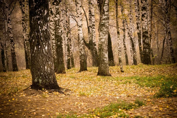 Árboles en Autumn Park Retro —  Fotos de Stock