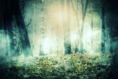 ağaçlarda sonbaharda sis