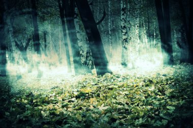 ağaçlarda sonbaharda sis