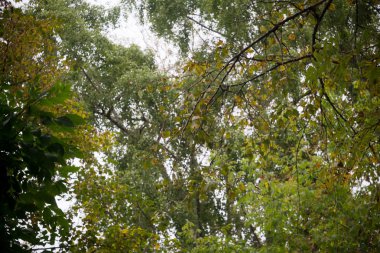 sonbahar ağaç dalları