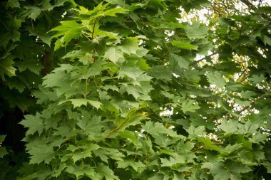 sonbahar ağaç dalları