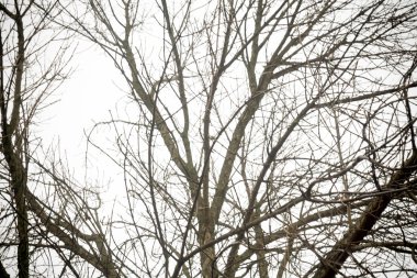 sonbahar ağaç dalları