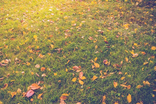 Foglie d'autunno sull'erba retrò — Foto Stock