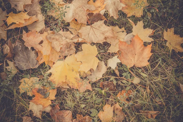 Hojas de otoño en la hierba retro — Foto de Stock