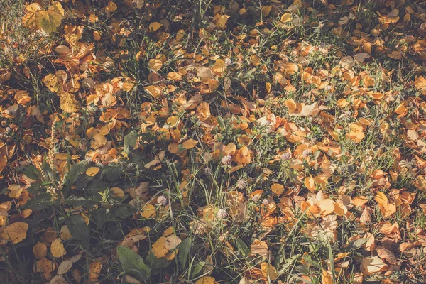 Hojas de otoño en la hierba retro — Foto de Stock