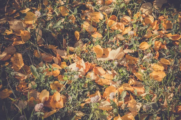 Hojas de otoño en la hierba retro — Foto de Stock