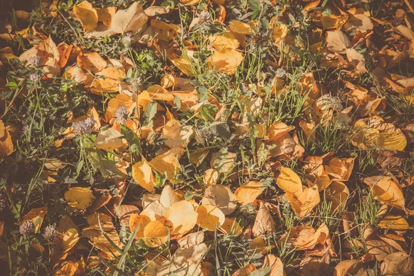 Hojas de otoño en la hierba retro — Foto de Stock