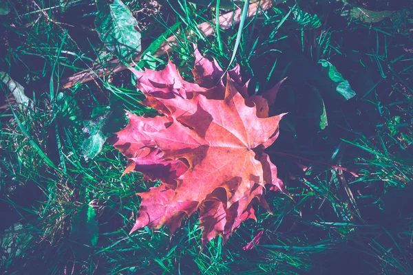秋のレトロな草を葉します。 — ストック写真