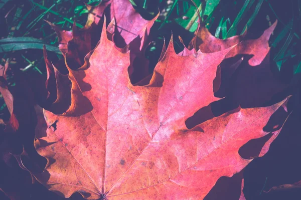 Autumn Leaves op het gras Retro — Stockfoto