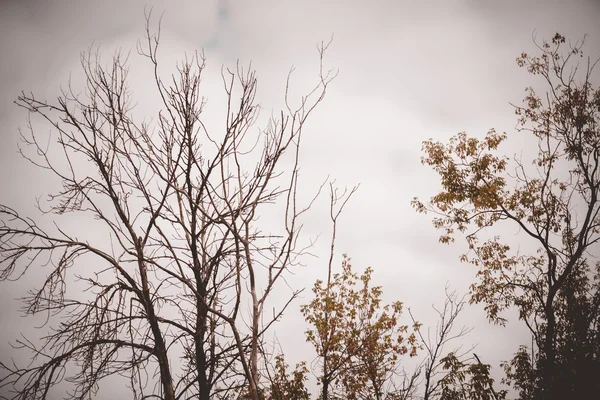 Autumn Tree Branches — Stock Photo, Image