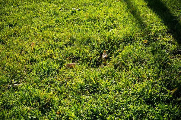 Sfondo di un'erba verde — Foto Stock