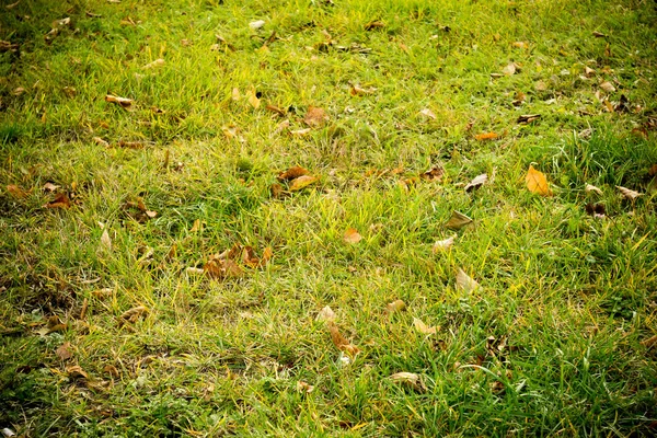 Background of a Green Grass — Stock Photo, Image