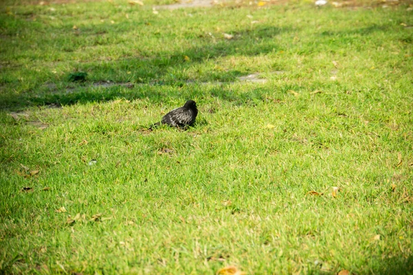 Fondo de una hierba verde — Foto de Stock