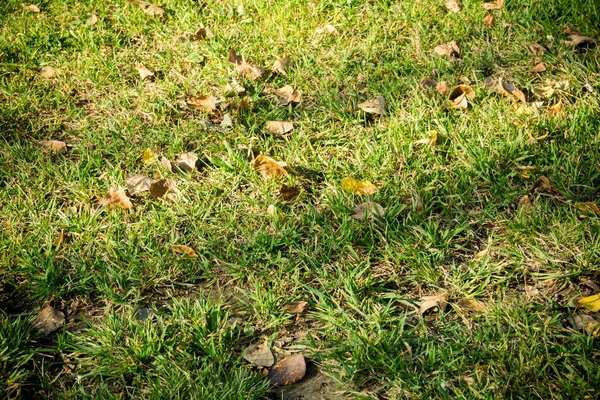 Arka planı yeşil çimen — Stok fotoğraf